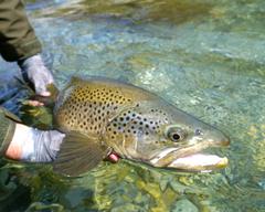 brown trout release