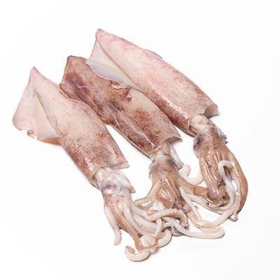 Fresh frozen squid bait For The Foodie 